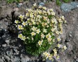 Saxifraga adenophora
