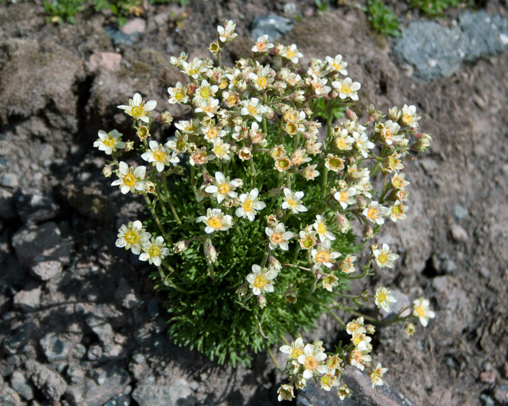 Image of Saxifraga adenophora specimen.