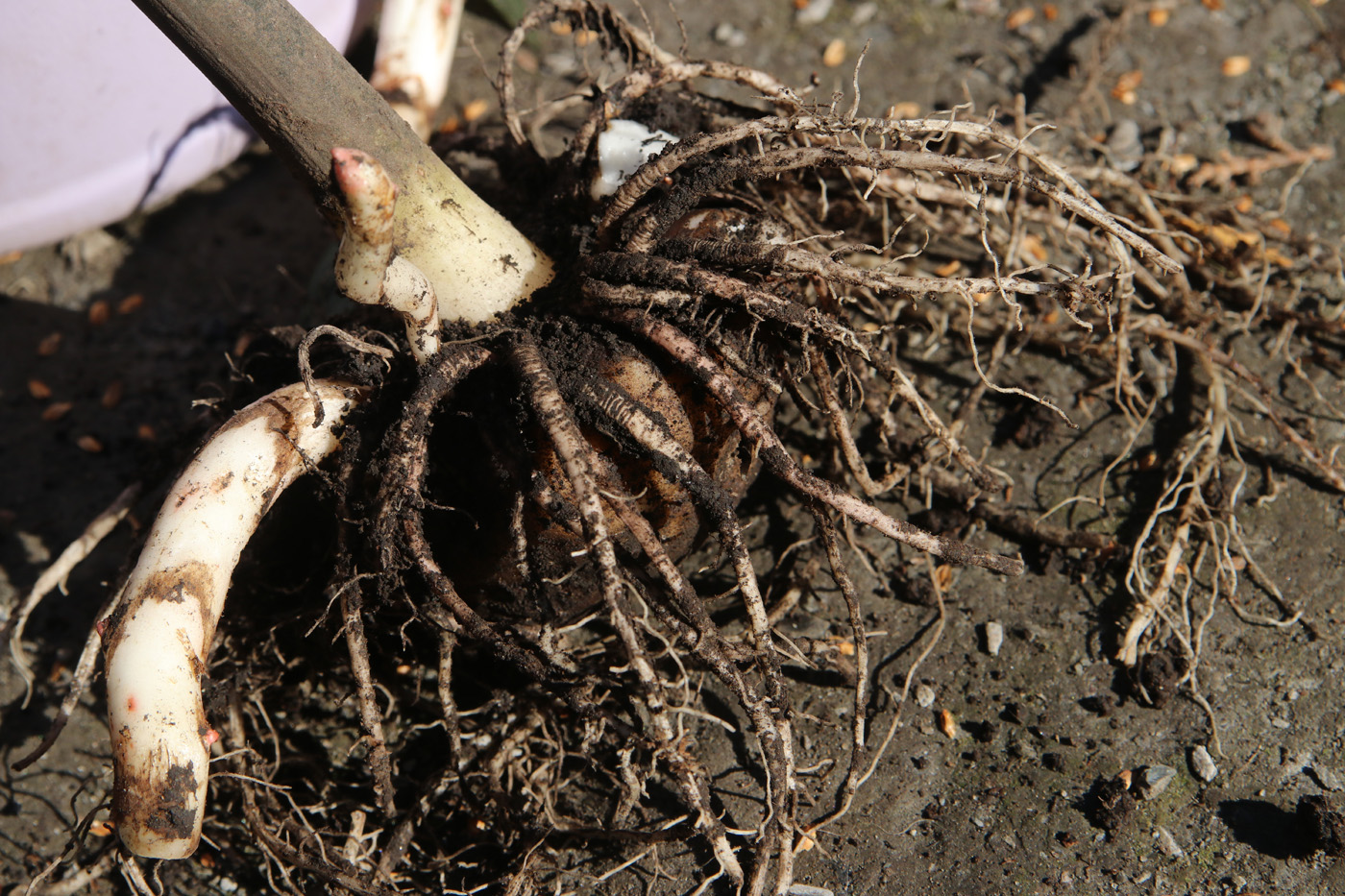 Image of Amorphophallus konjac specimen.