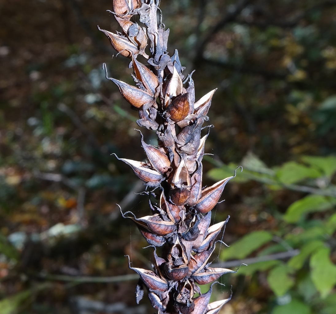 Изображение особи Digitalis schischkinii.