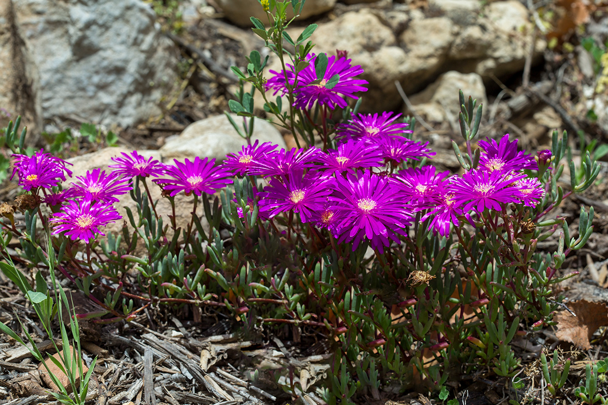 Изображение особи Lampranthus productus.