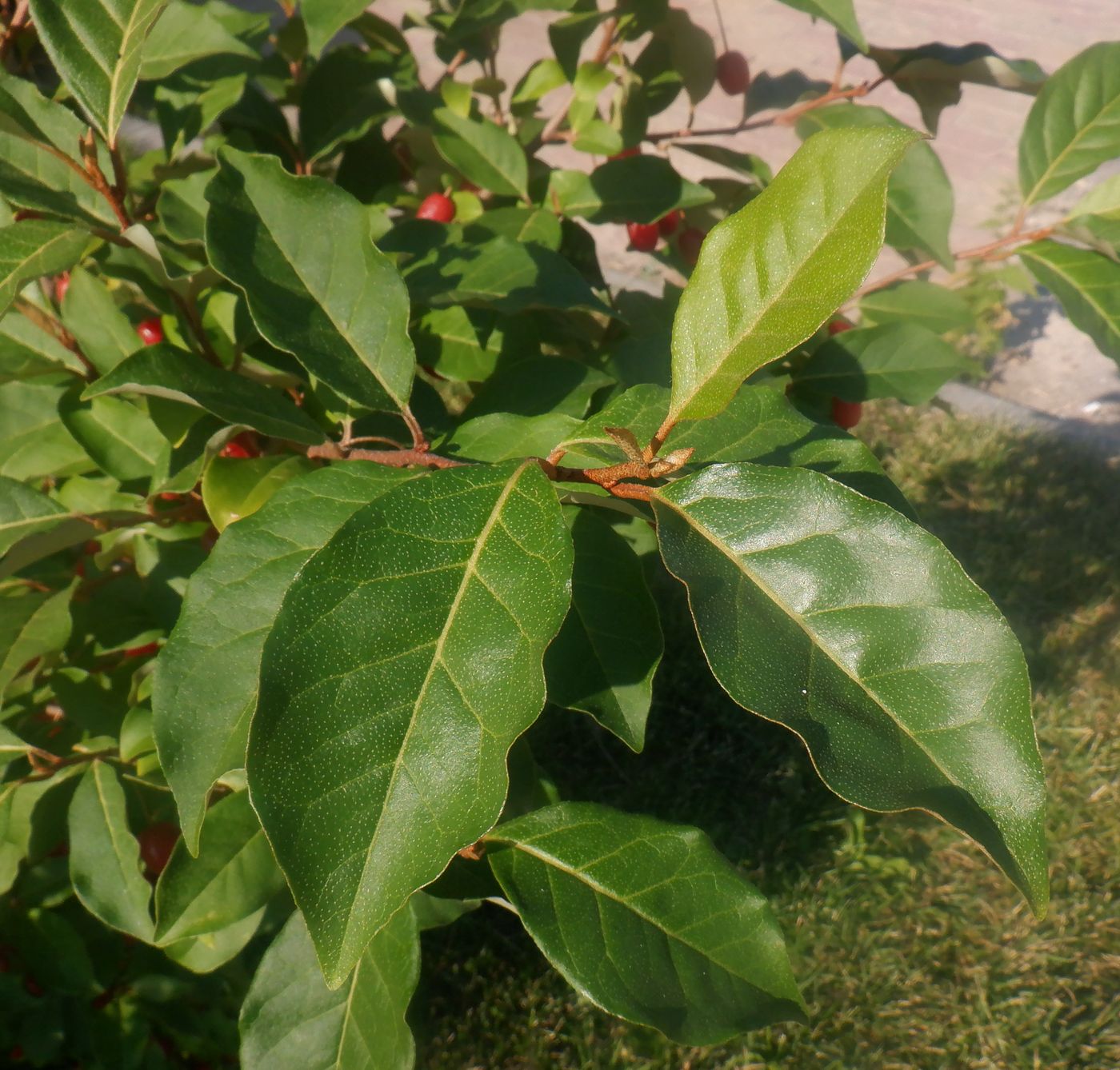 Изображение особи Elaeagnus multiflora.