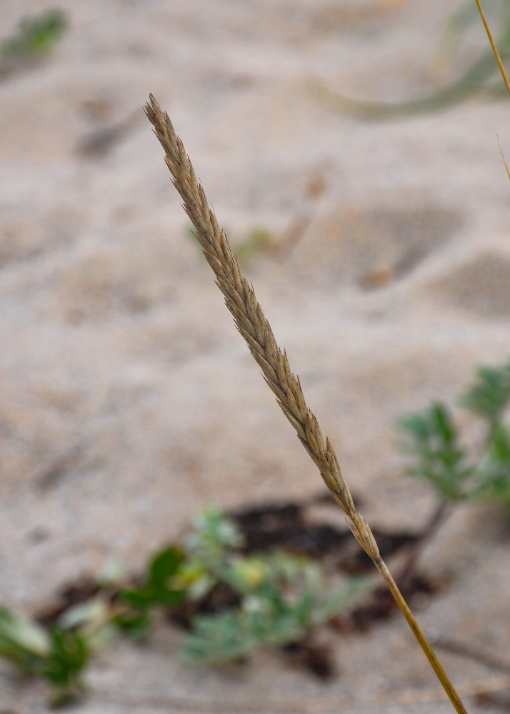 Image of Leymus mollis specimen.