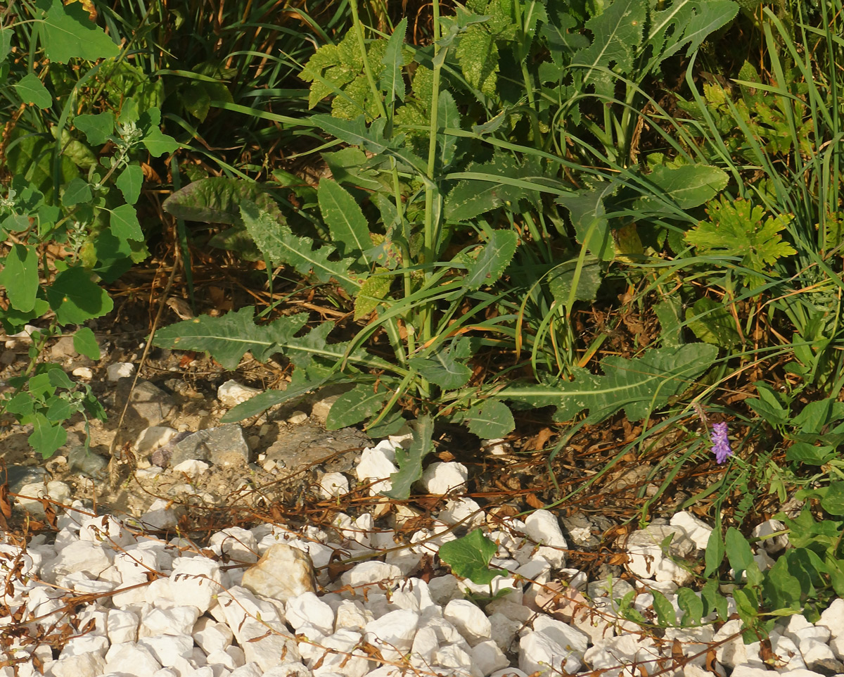 Image of Sonchus arvensis ssp. uliginosus specimen.