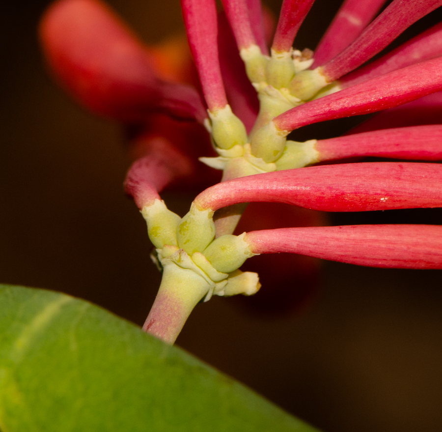 Изображение особи Lonicera dioica.