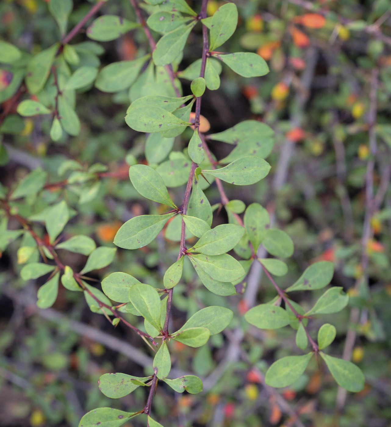 Изображение особи Berberis thunbergii.