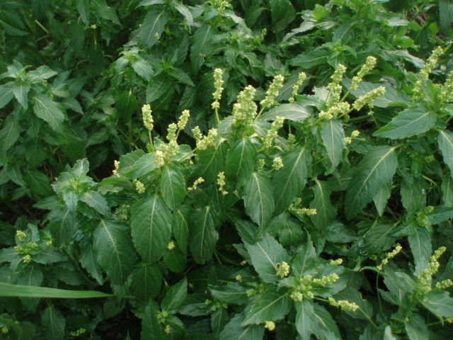 Image of Mercurialis annua specimen.