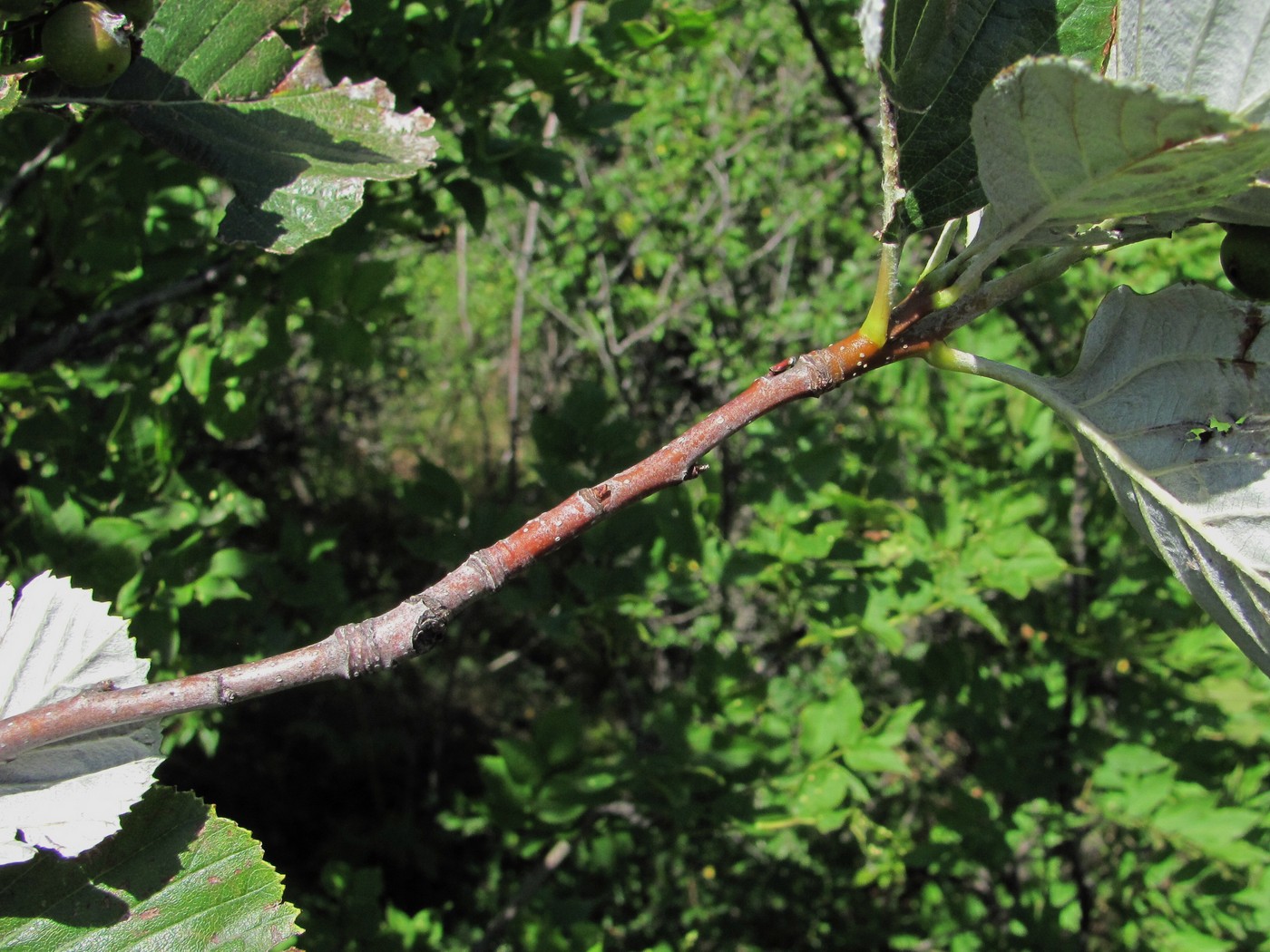 Изображение особи Sorbus graeca.