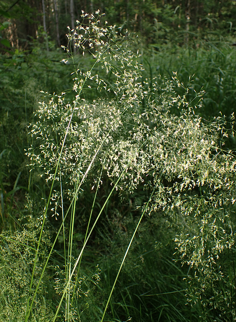 Изображение особи Deschampsia cespitosa.