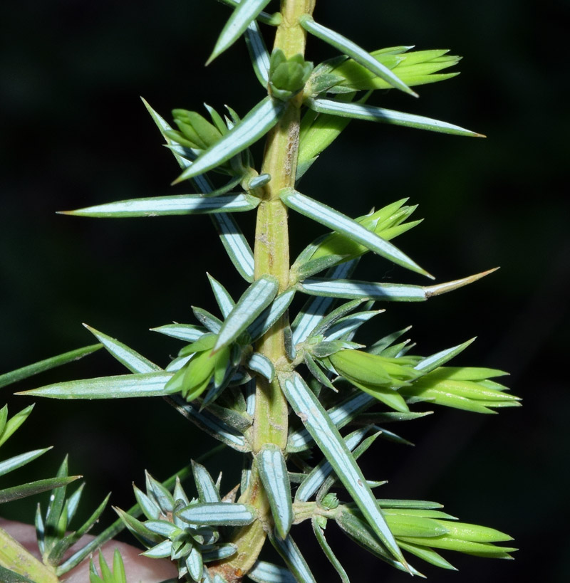 Изображение особи Juniperus communis.