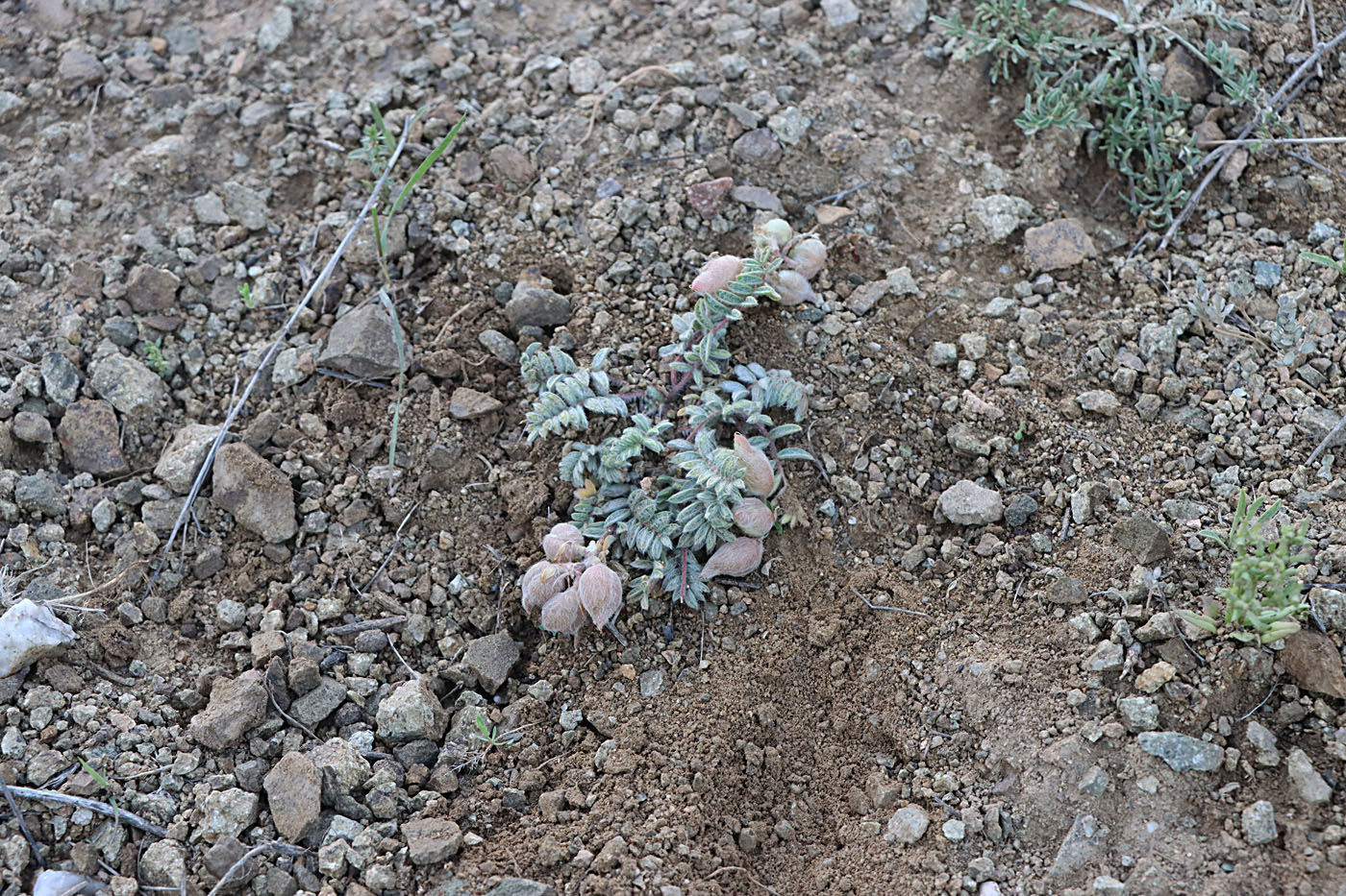 Image of Oxytropis pseudoleptophysa specimen.