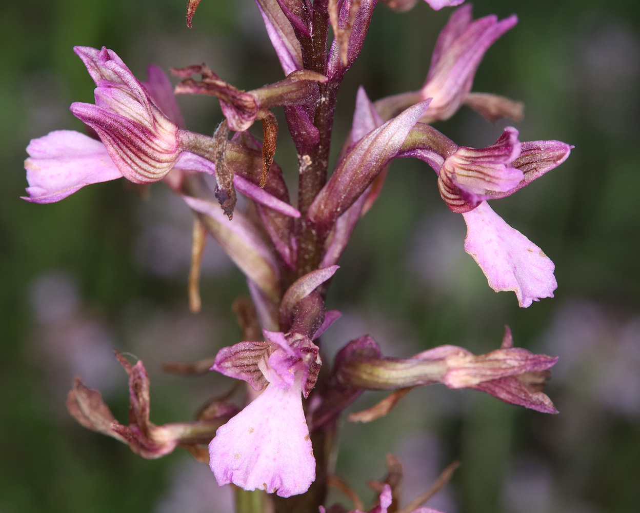 Image of Anacamptis &times; gennarii nothosubsp. orientecaucasica specimen.