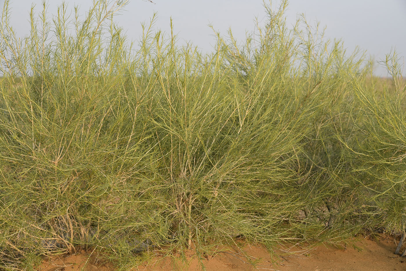 Image of Salsola richteri specimen.