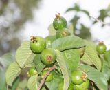 Psidium guajava. Верхушка побега с созревающими плодами. Намибия, регион Khomas, г. Виндхук, двор гостиницы. 21.02.2020.