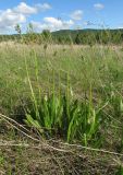 Crepis praemorsa. Зацветающие растения. Красноярский край, Новоселовский р-н, окр. спортивно-оздоровительного лагеря \"Политехник\" Сибирского федерального университета, берег Убейского залива Красноярского водохранилища, вершина сопки, луг разнотравный. 05.06.2022.