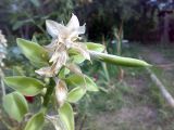 Hosta plantaginea