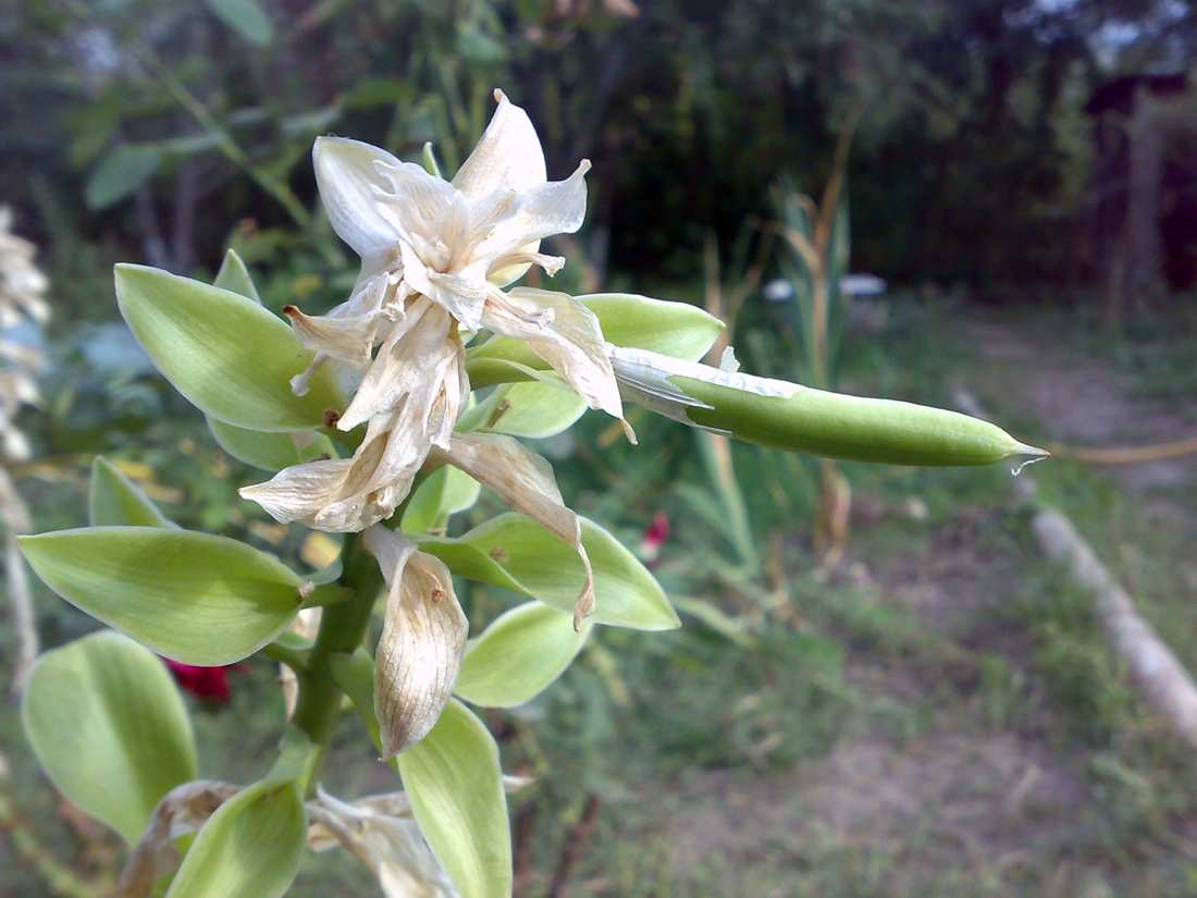 Image of Hosta plantaginea specimen.