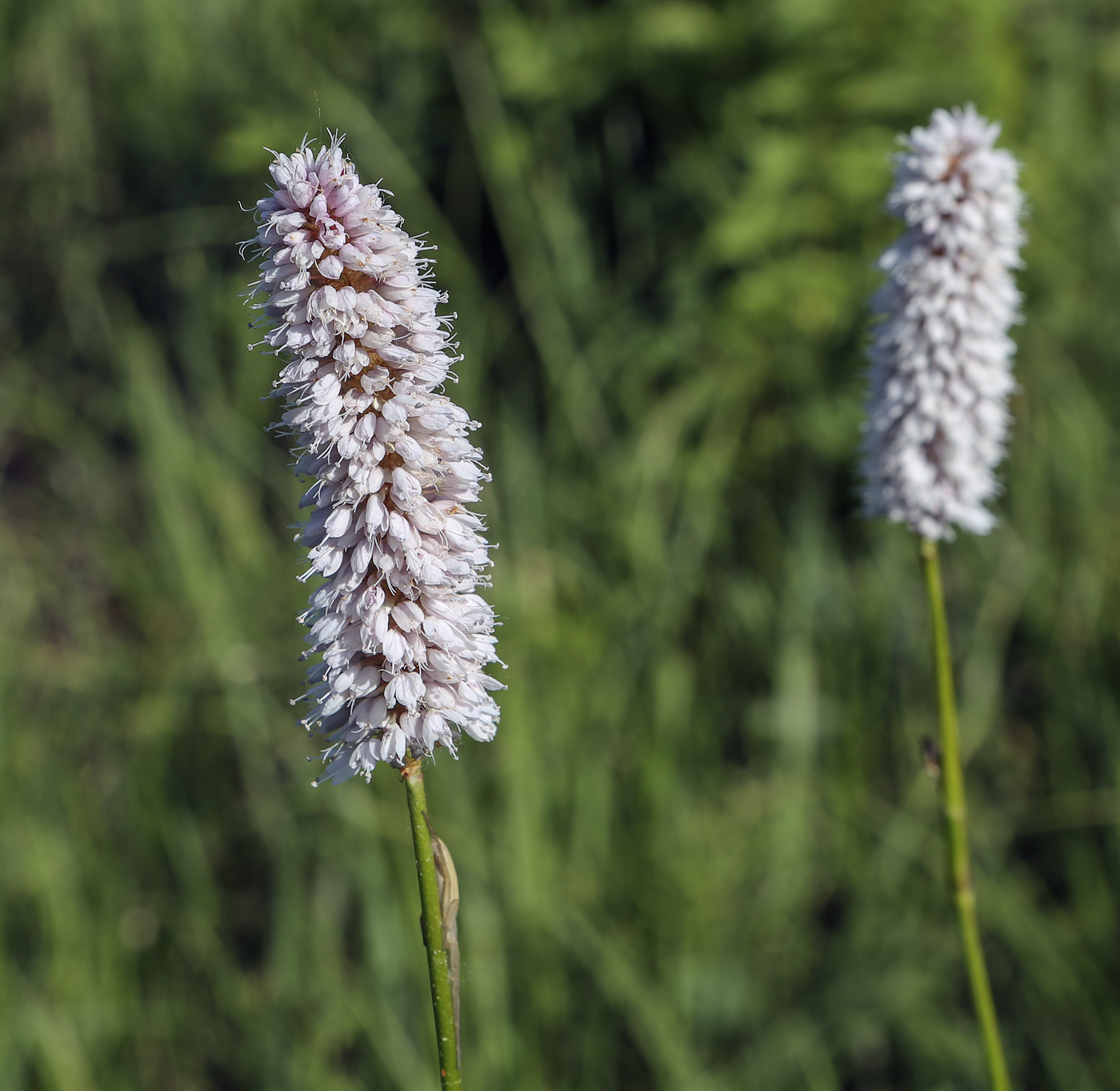 Изображение особи Bistorta officinalis.