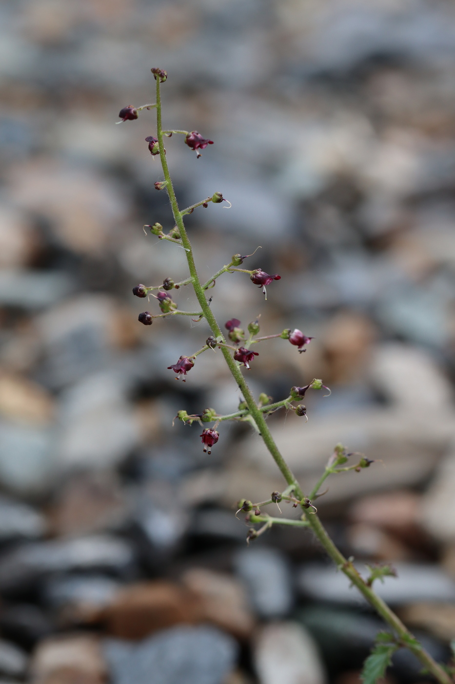 Image of Scrophularia incisa specimen.