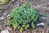 Sedum subspecies bithynicum