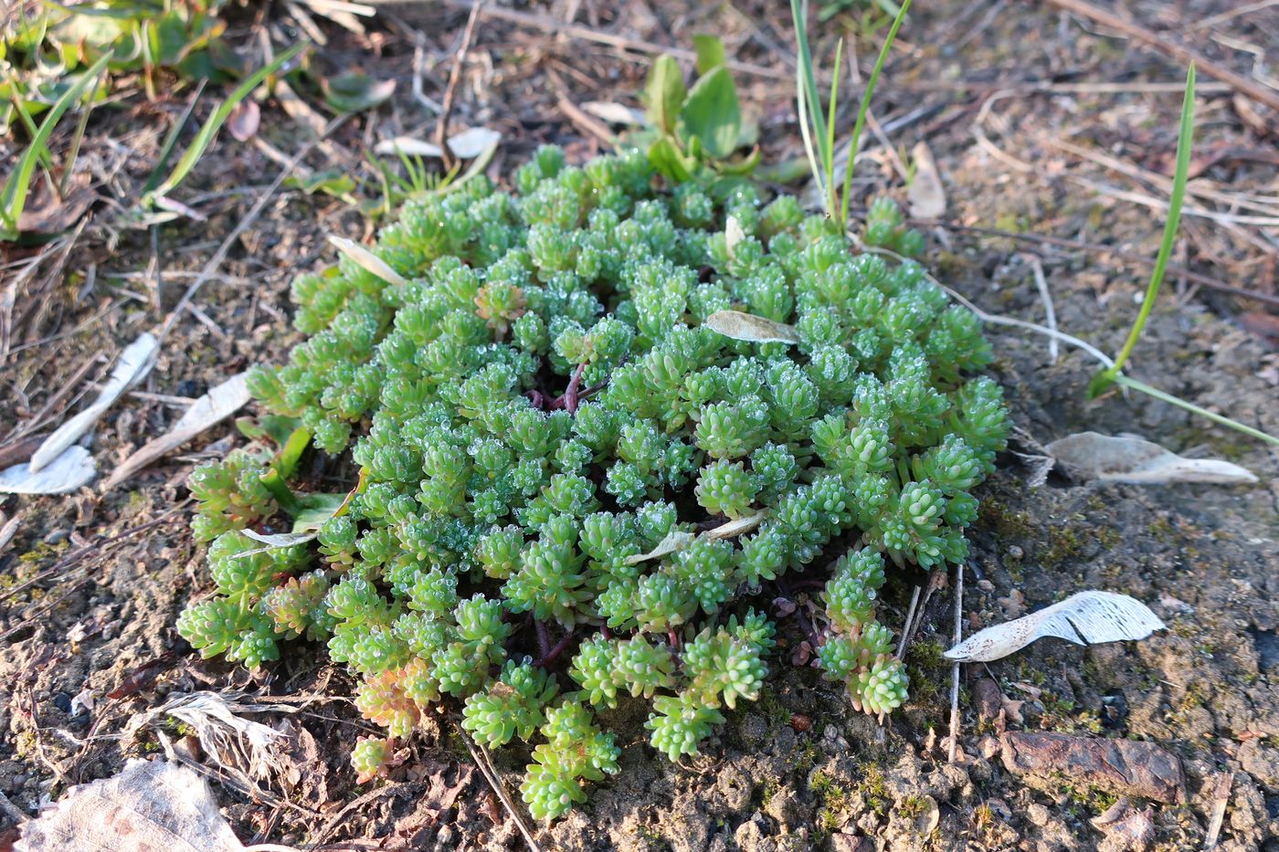 Image of Sedum pallidum ssp. bithynicum specimen.