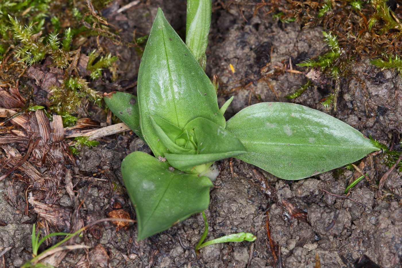 Image of Spiranthes spiralis specimen.