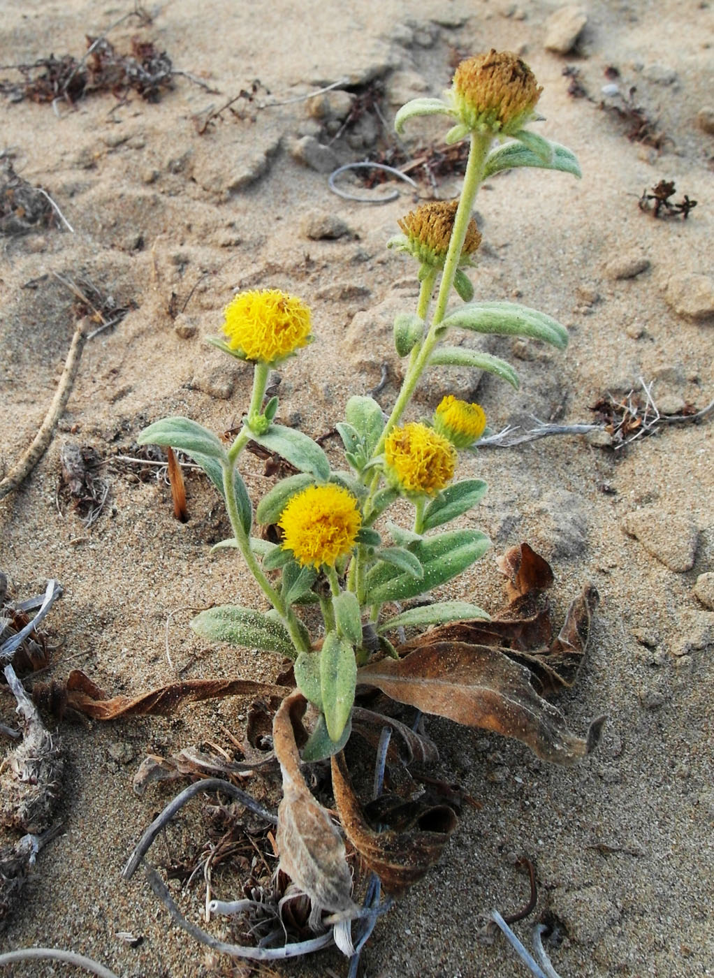 Image of Chrysophthalmum dichotomum specimen.