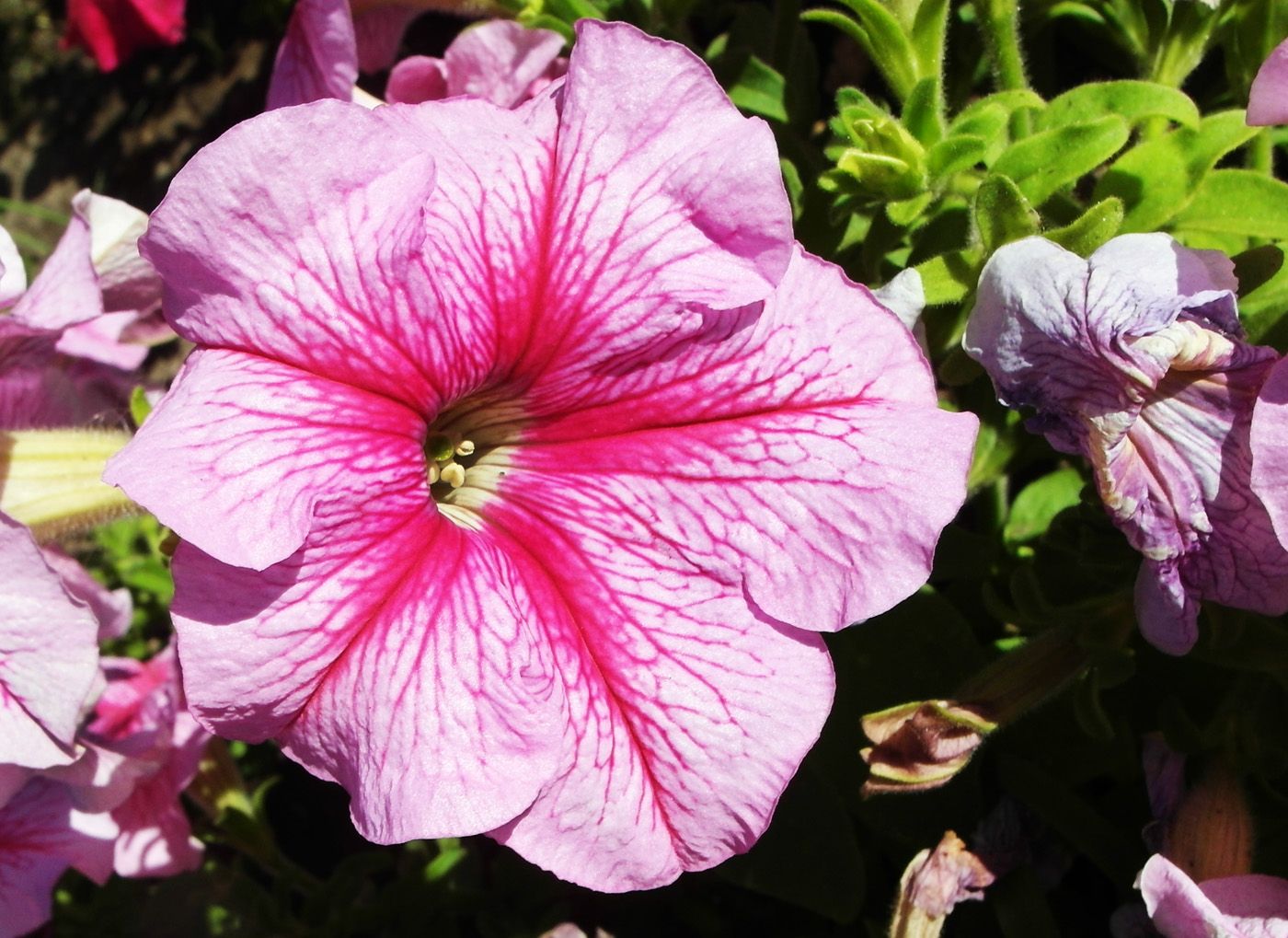 Image of Petunia × atkinsiana specimen.
