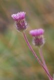 Erigeron uniflorus. Верхушка побега с соцветием. Адыгея, Кавказский заповедник, Фишт-Оштенский горный массив, окр. оз. Псенодах, субальпийский луг, выс. ≈ 1950 м н.у.м. 29.08.2022.