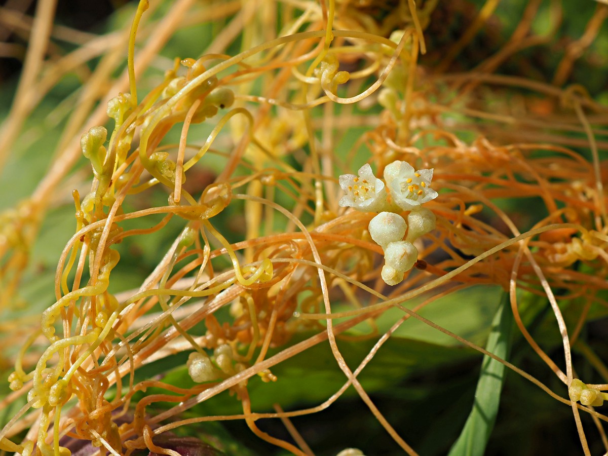 Изображение особи Cuscuta campestris.