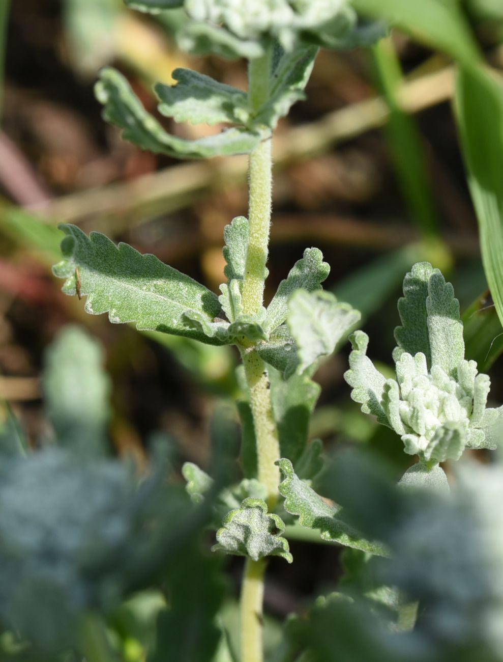 Image of Teucrium capitatum specimen.