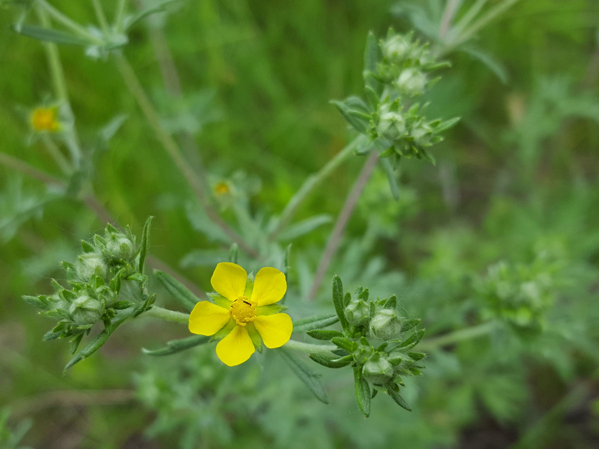 Изображение особи Potentilla argentea.