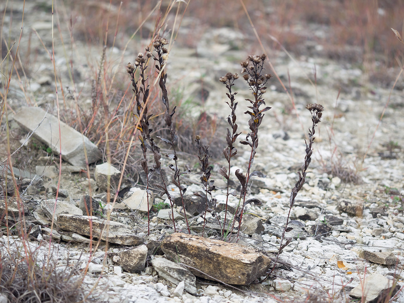 Image of Inula aspera specimen.