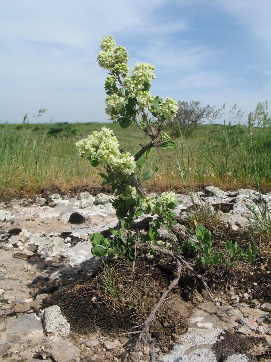 Изображение особи Atraphaxis pyrifolia.