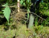 Lactuca indica