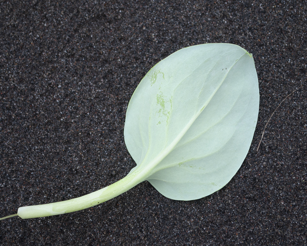 Image of Mertensia maritima specimen.