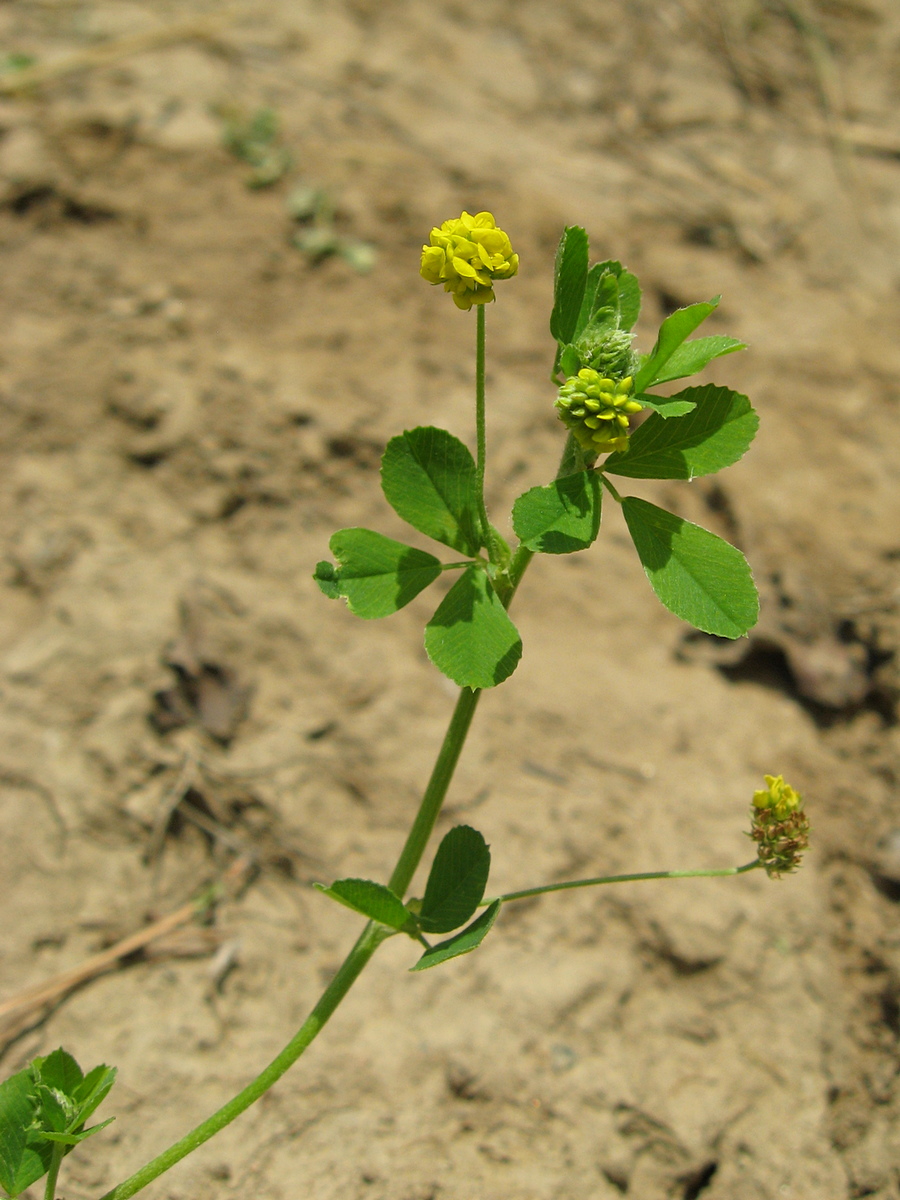 Image of Medicago lupulina specimen.