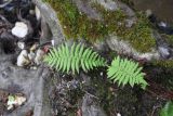 Matteuccia struthiopteris. Молодое растение. Республика Адыгея, нижняя часть дол. р. Аминовка, широколиственный лес, в корнях дерева в 50 см от реки. 28 июля 2022 г.