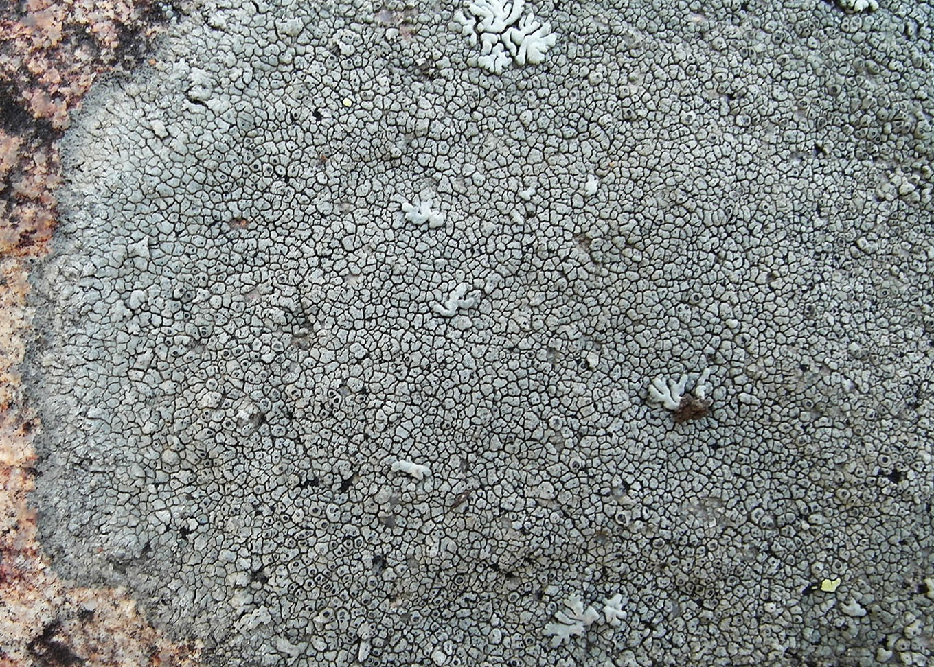 Image of Aspicilia cyanescens specimen.