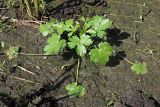 Ranunculus sceleratus. Молодое вегетирующее растение. Ульяновская обл., Мелекесский р-н, окр. сел. Приморское, берег обмелевшей старицы. 07.08.2022.