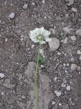 Scabiosa ochroleuca