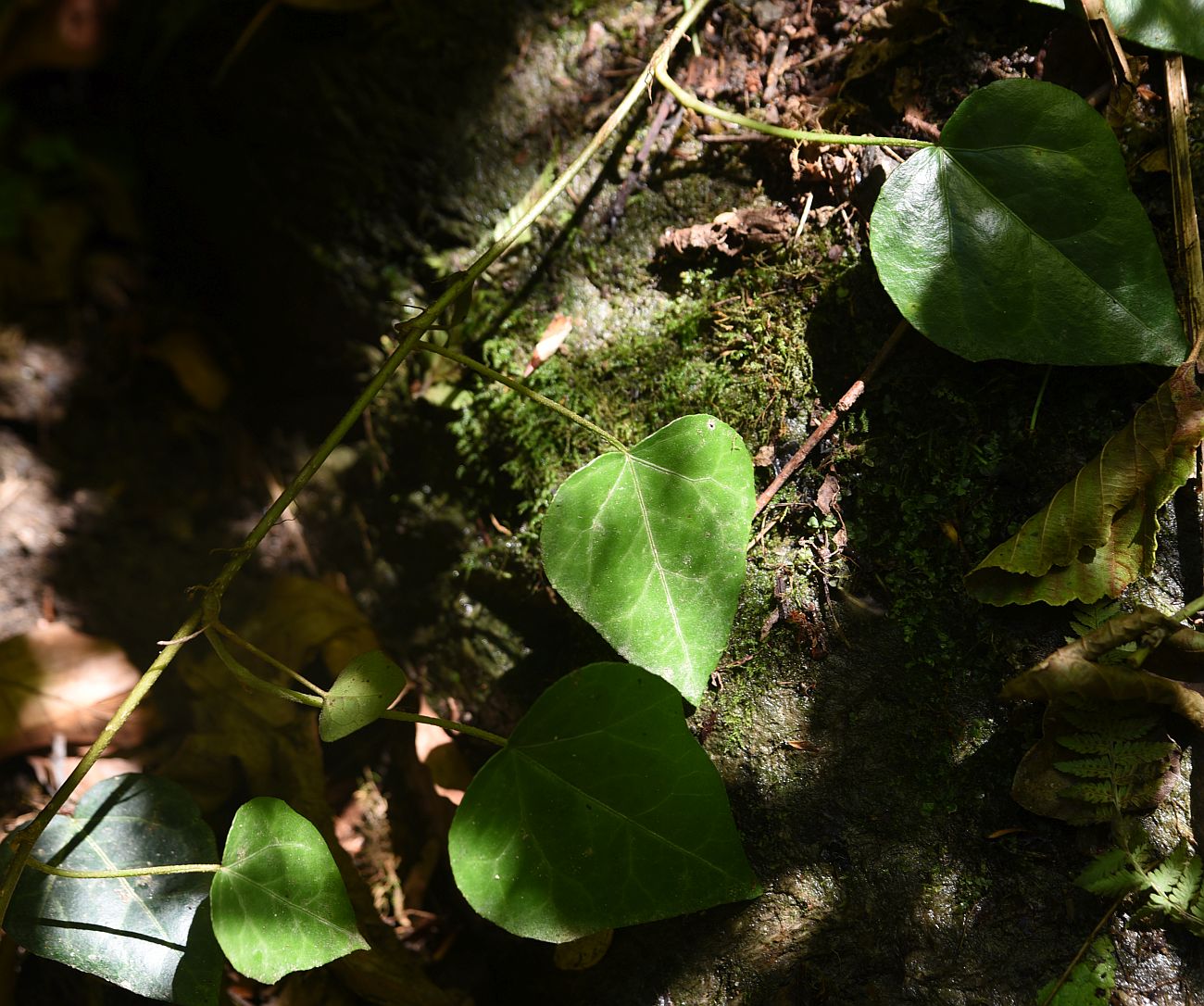 Изображение особи Hedera colchica.