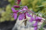 Chamaenerion colchicum