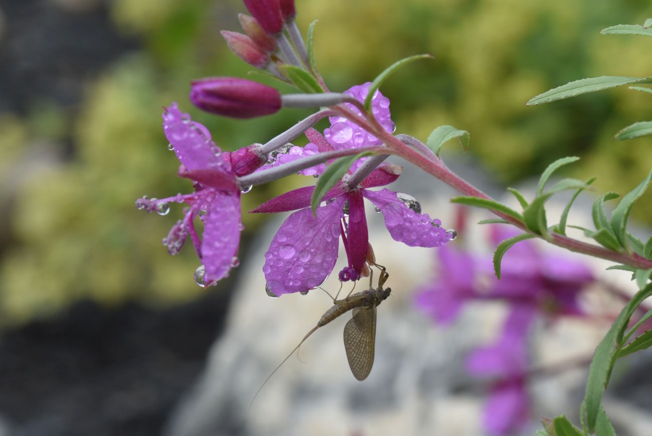 Image of Chamaenerion colchicum specimen.