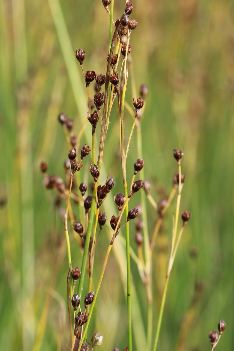 Изображение особи Juncus atrofuscus.