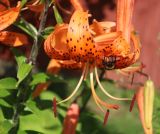 Lilium lancifolium. Цветок с питающимся шмелём. Тверская обл., Весьегонск, в культуре. 03.08.2022.