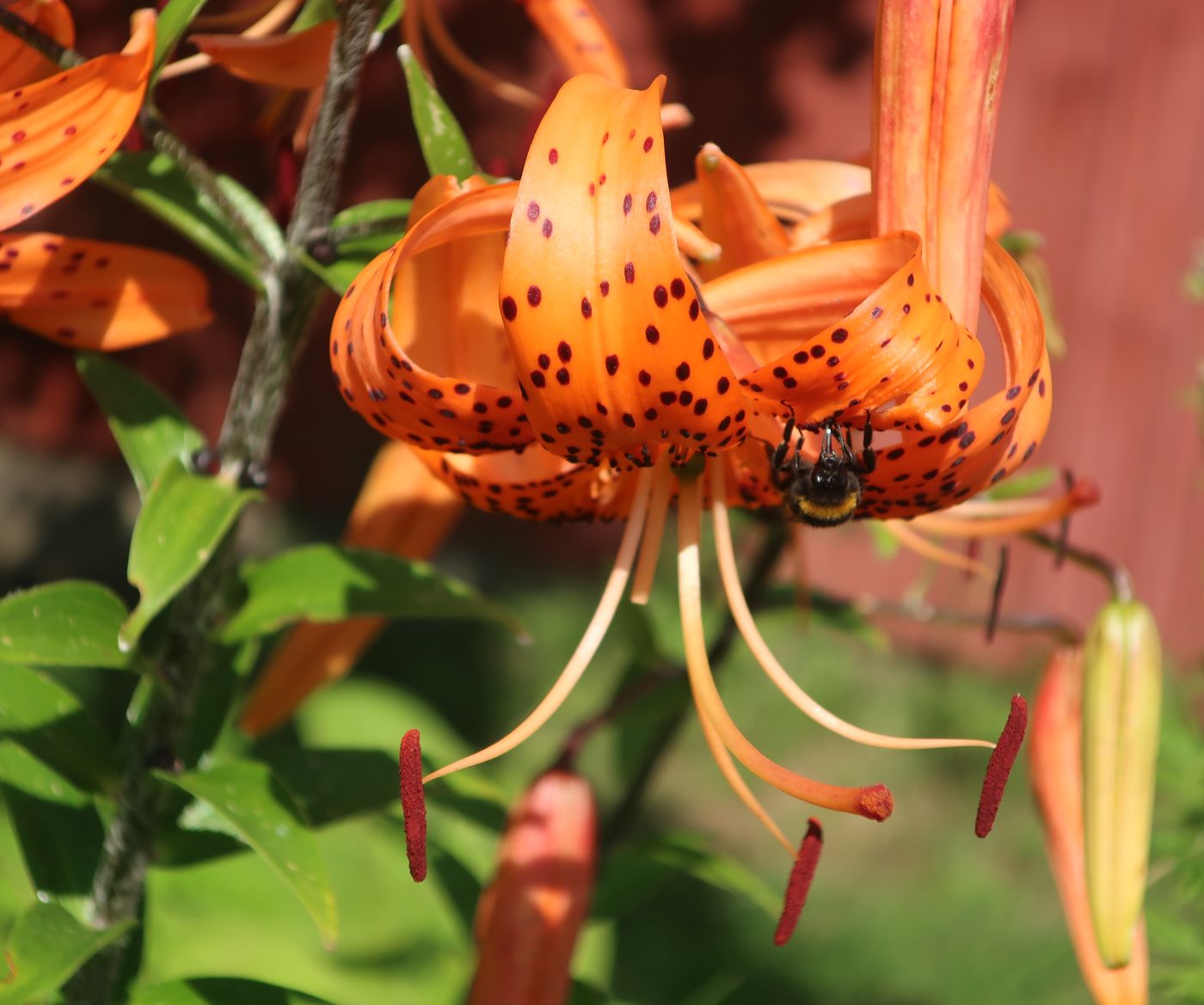 Image of Lilium lancifolium specimen.