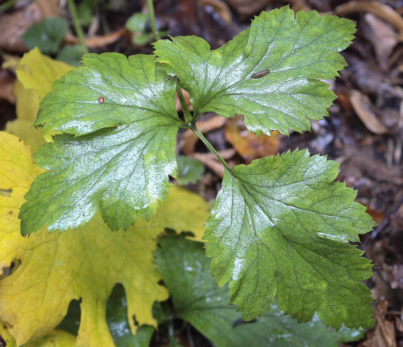 Image of Anemone &times; hybrida specimen.