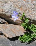 Polemonium boreale. Верхушка побега с цветком. Алтай, Северо-Чуйский хр., окр. ледника Малый Актру, ≈ 2300 м н.у.м., каменистый склон. 04.07.2021.