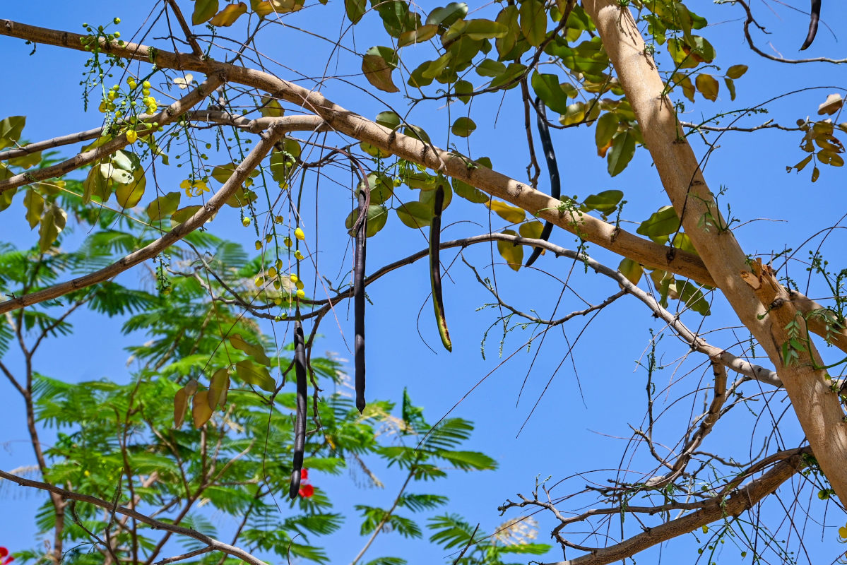 Image of Cassia fistula specimen.